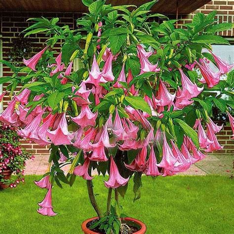 brugmansia plants for sale|angel trumpet brugmansia for sale.